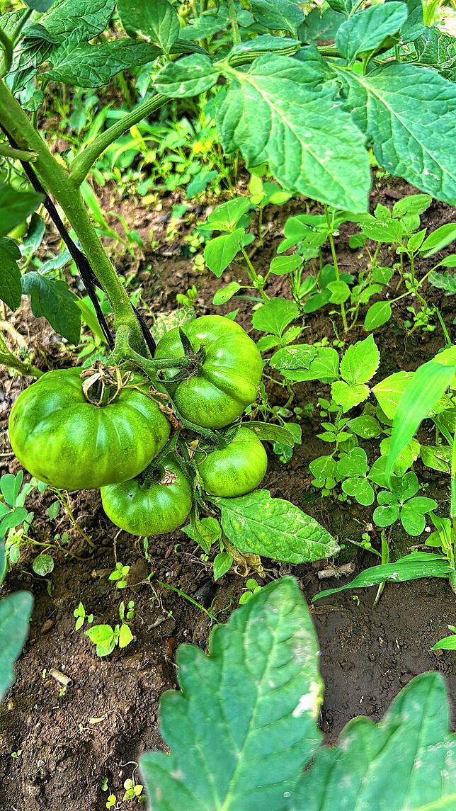 Birgit Reuner ist stolz auf ihre selbst gezogenen Tomaten – doch dann kommt der große Schock.