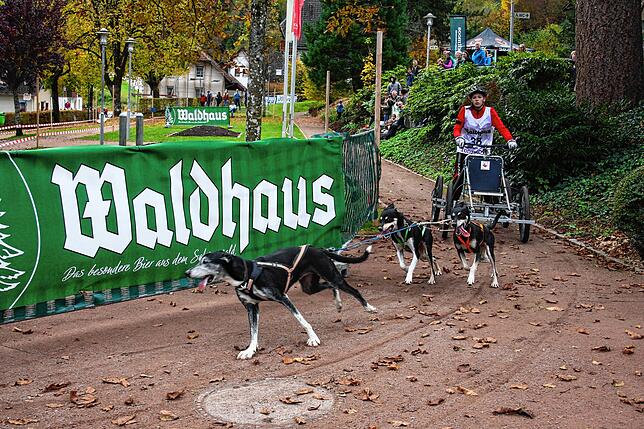 Bild 17: Bilder vom Schlittenhundewagenrennen in Todtmoos