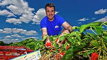 Thomas Romer, Chef des gleichnamigen Obstbaubetriebs, zeigt auf die reifen Erdbeeren. Obwohl sie so beliebt sind – wirklich rentabel ...
