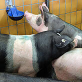 Diese Schweine harrten am Vorabend des Schlachttags ihres Schicksals.