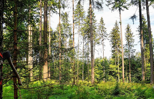 Diese Waldlichtung ist durch die Fällung geschädigter Bäume entstanden.