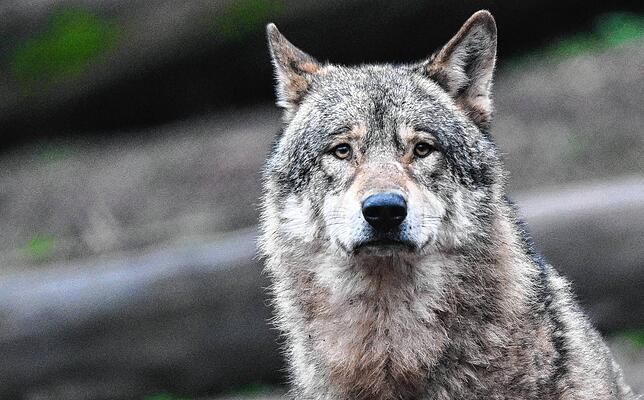 Ein Wolf läuft auf Futter wartend durch ein Gehege im Tierpark Wildparadies Tripsdrill.