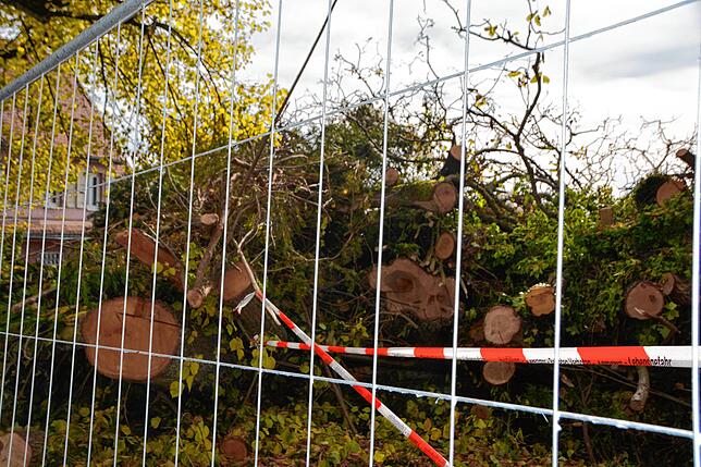 Zahlreiche Bäume wurden bereits gefällt.