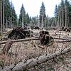 Über 2000 Festmeter Holz hat der Sturm Sabine im Geisinger Stadtwald umgerissen. Viele jeweils einzel umgefallenen Bäume machen die ...