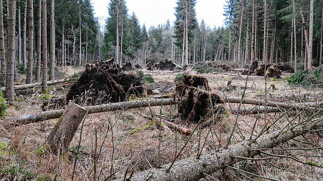 Über 2000 Festmeter Holz hat der Sturm Sabine im Geisinger Stadtwald umgerissen. Viele jeweils einzel umgefallenen Bäume machen die ...