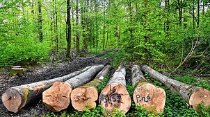 Hier liegt abgeerntetes Holz im Bereich des Dängeligeistbrunnens/Gumpen im Grenzacher Neufeldgebiet. Bild: Heinz Vollmar