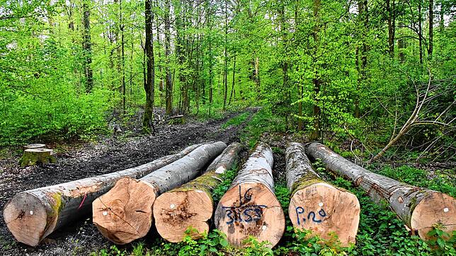 Hier liegt abgeerntetes Holz im Bereich des Dängeligeistbrunnens/Gumpen im Grenzacher Neufeldgebiet. Bild: Heinz Vollmar