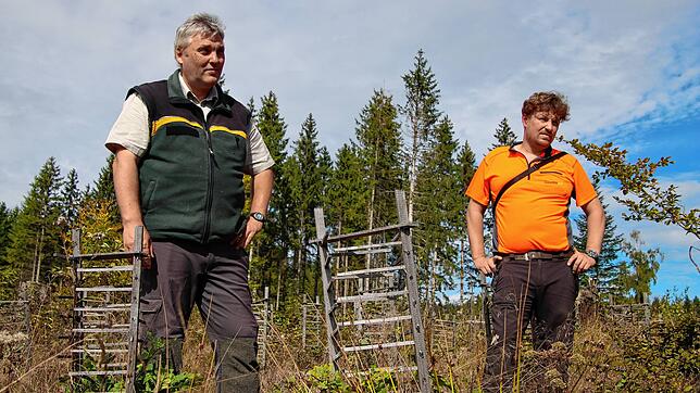 Die Waldbegehung im Rahmen des Projekts &bdquo;SÜDKURIER Zeitungswald&ldquo;. Thomas Emmerich, Forstbezirksleiter im Südschwarzwald ...