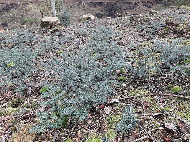 Naturverjüngung: An dieser Halde über dem Andelsbachtal wachsen bereits wieder Weißtannen zwischen den Stümpfen gefällter Fichten.