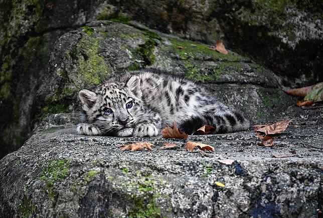 Eingerollt liegt ein Schneeleoparden-Jungtier im Zoo Basel. Bis zu zwei Monate bleiben die Jungen in ihrer Höhle, bis sie sich heraus ...