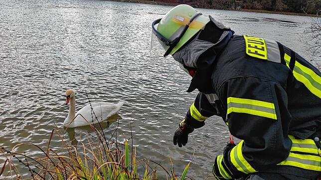 Tierrettung am Rhein am 4. Januar 2022: Ein ausgewachsener Schwan hatte eine Angelschnur um seinen Fuß gewickelt.