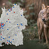 Der Wolf breitet sich mehr und mehr in Baden-Württemberg aus.