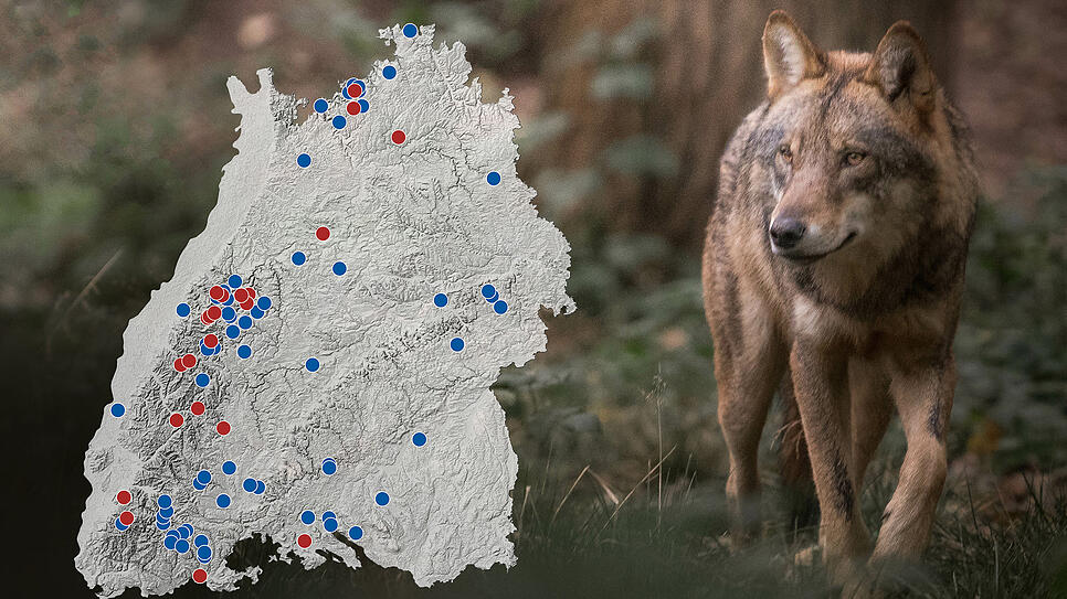 Der Wolf breitet sich mehr und mehr in Baden-Württemberg aus.