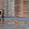 Ein Kormoran hat sich einen Fisch gefangen.