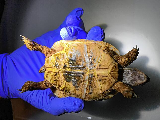 Zollfund am Flughafen Basel-Mulhouse: Zwei Maurische Landschildkröten hatte eine einreisende Frau in einem Pappkarton dabei.