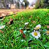 Im Stadtgarten in Radolfzell blühen wegen des milden Winters bereits Anfang Januar die ersten Gänseblümchen.