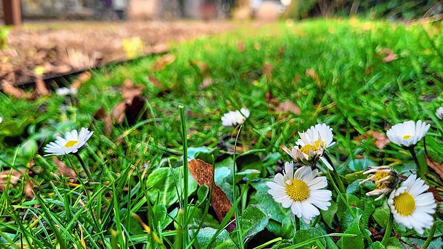 Im Stadtgarten in Radolfzell blühen wegen des milden Winters bereits Anfang Januar die ersten Gänseblümchen.