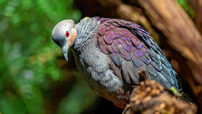 Eine Jamaika-Erdtaube (Geotrygon versicolor) im Zoo Zürich.