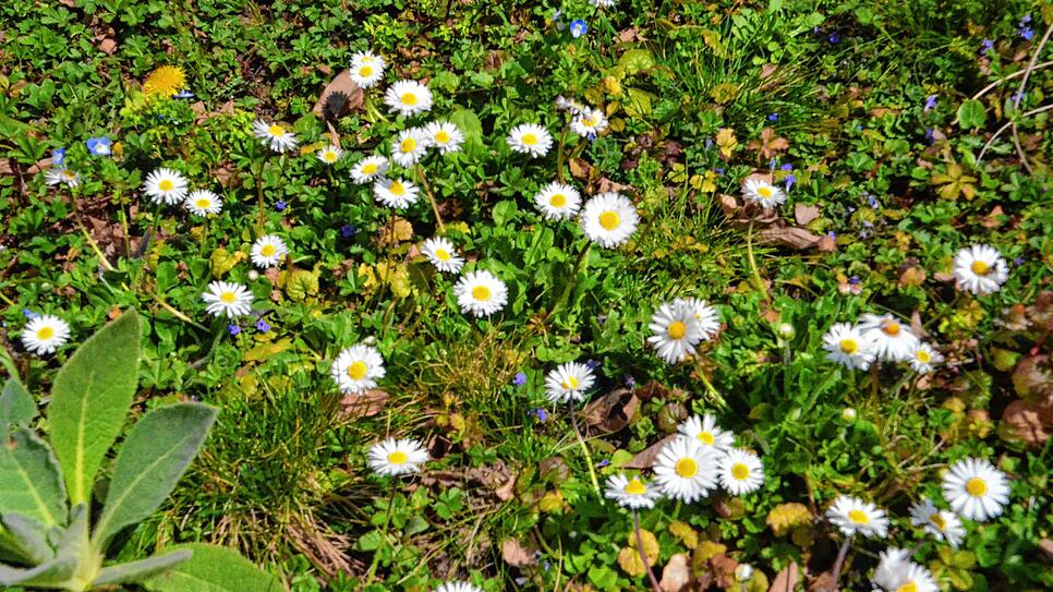 Bild : Selbstgemacht: Brennnesseln statt Spinat und Gelee aus Gänseblümchen