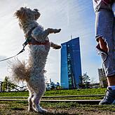 Bedrohlich? Dieser Hund springt an einer jungen Frau hoch, die ihm etwas anbietet.