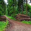 Bis zum Abtransport lagert Holz oft im Wald. Hier sind Stämme zu sehen, die 2020 im Wald bei Bodman geschlagen worden sind.