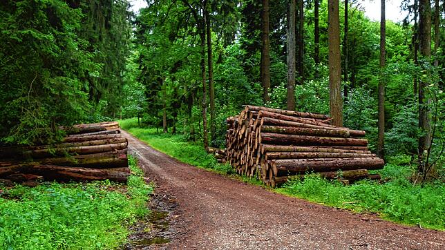 Bis zum Abtransport lagert Holz oft im Wald. Hier sind Stämme zu sehen, die 2020 im Wald bei Bodman geschlagen worden sind.