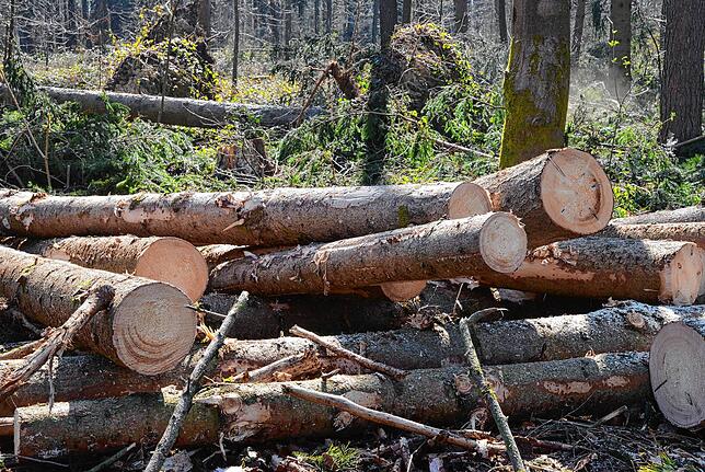 Bild 12: Wenn der Wald aufgeräumt wird: So laufen die Arbeiten im Gehau im Süden Markdorfs ab