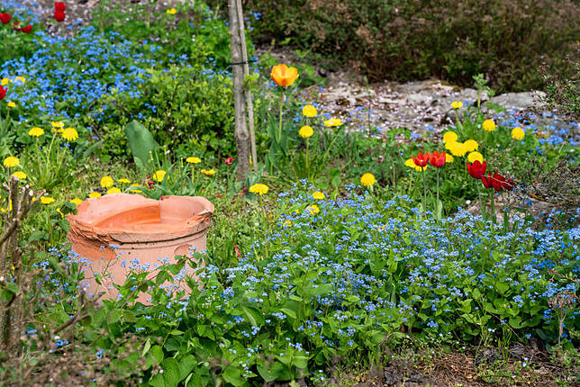 Den Garten ruhig etwas verwildern lassen, dann fühlen sich Insekten wohler und finden mehr Nahrung. Bild: Götz