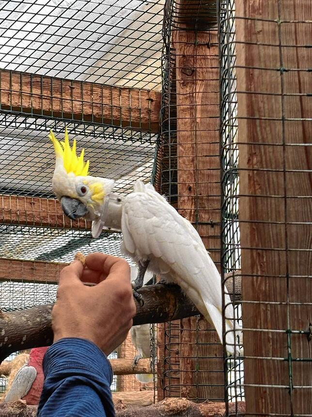 Kakadu Lilly lebt seit zehn Jahren im Floraparadies. Weil sich der Vogel immer wieder Federn ausreißt, muss er lebenslang eine ...