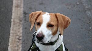 Für den ersten Hund zahlt man nun 144 Euro statt 108 Euro. Jeder weitere Hund wird mit 288 Euro besteuert.
