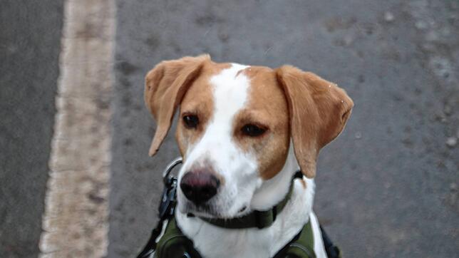 Für den ersten Hund zahlt man nun 144 Euro statt 108 Euro. Jeder weitere Hund wird mit 288 Euro besteuert.