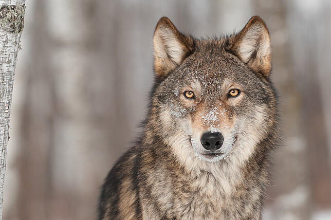Canis lupus, der Wolf, ist wieder im Südschwarzwald. In Grafenhausen wurden Kotreste nachgewiesen.