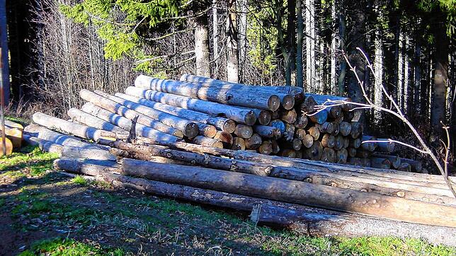 Das Fällen von Bäumen mit Borkenkäferbefall bestimmt den Holzeinschlag im Wald der Gemeinde Häusern. Bild: PDH