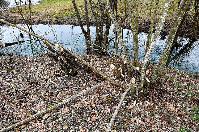 Im Bereich Birkenwiese auf Rietheimer Gemarkung findet der Biber genügend Baumaterial am Drachengraben für seine Biberburg und zum Dämme ...