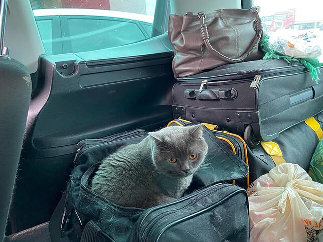 Kater Marcel hat die lange Fahrt von der Ukraine nach Deutschland ebenfalls tapfer überstanden.