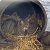 Wildkatzen galten in Baden seit mehr als 100 Jahren als ausgestorben. Nun bestätigen Haaranalysen ihre Verbreitung in der Region rund um ...