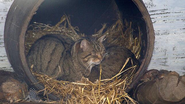 Wildkatzen galten in Baden seit mehr als 100 Jahren als ausgestorben. Nun bestätigen Haaranalysen ihre Verbreitung in der Region rund um ...