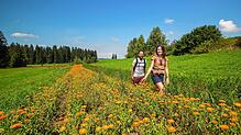 Ringelblumen, so weit das Auge reicht. Rina Sefa und Jens Kluzik waren in der dünn besiedelten Landschaft um Stiefenhofen in Bayern ...