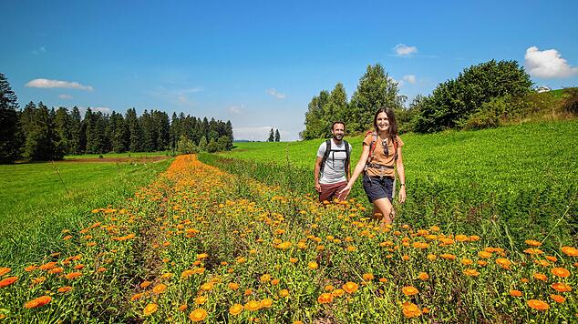 Ringelblumen, so weit das Auge reicht. Rina Sefa und Jens Kluzik waren in der dünn besiedelten Landschaft um Stiefenhofen in Bayern ...