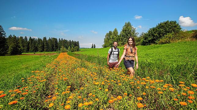 Ringelblumen, so weit das Auge reicht. Rina Sefa und Jens Kluzik waren in der dünn besiedelten Landschaft um Stiefenhofen in Bayern ...