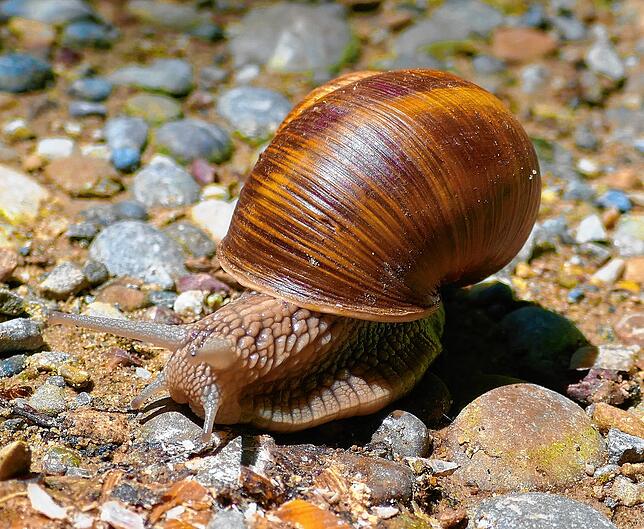Eine Weinbergschnecke im Wald bei Lottstetten.