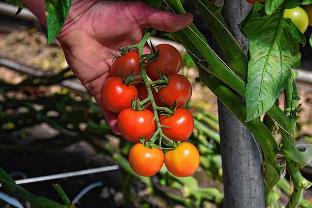 Jetzt im Sommer dürfen in den Gewächshäusern Tomaten angepflanzt werden. Im Winter aber sind Gemüsesorten, die viel Wärme und somit ...