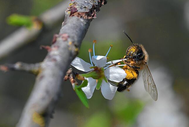 Frühling im Matzental, Küssaberg: Die Bienen sind schon fleißig und mit Pollen beladen.