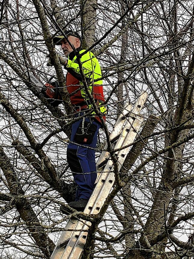 Teilnehmer Horst Blasi lernt, wie er den Baum in Form bringen muss.