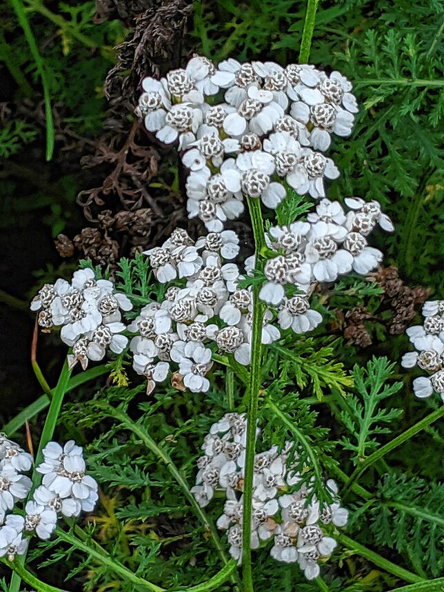 Bild 5: Kräuterserie (5): Schafgarbe hilft Wunden zu heilen und ist jetzt in der Natur zu finden