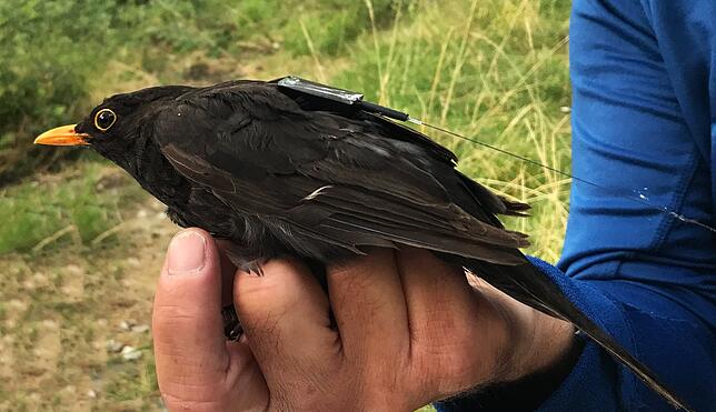 Eine Amsel trägt einen der neuen, unter fünf Gramm schweren Icarus-Sender.
