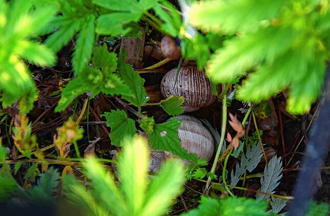 In kleinen Haufen warten die Schnecken die Nacht ab.