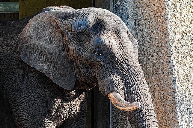 Tusker ist 29 Jahre alt.
