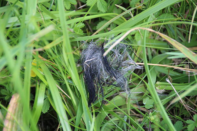 Ein Haarbüschel im Gras. Die Spuren im Schrebergarten lassen auf eine Auseinandersetzung schließen.