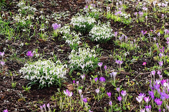 Die ersten Frühlingsboten sind da, wie hier in einem Privatgarten in der Nordstadt.